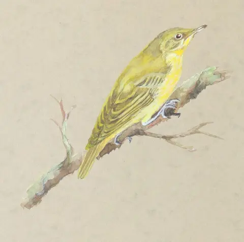 Birds. – Portfolio with 21 sheets