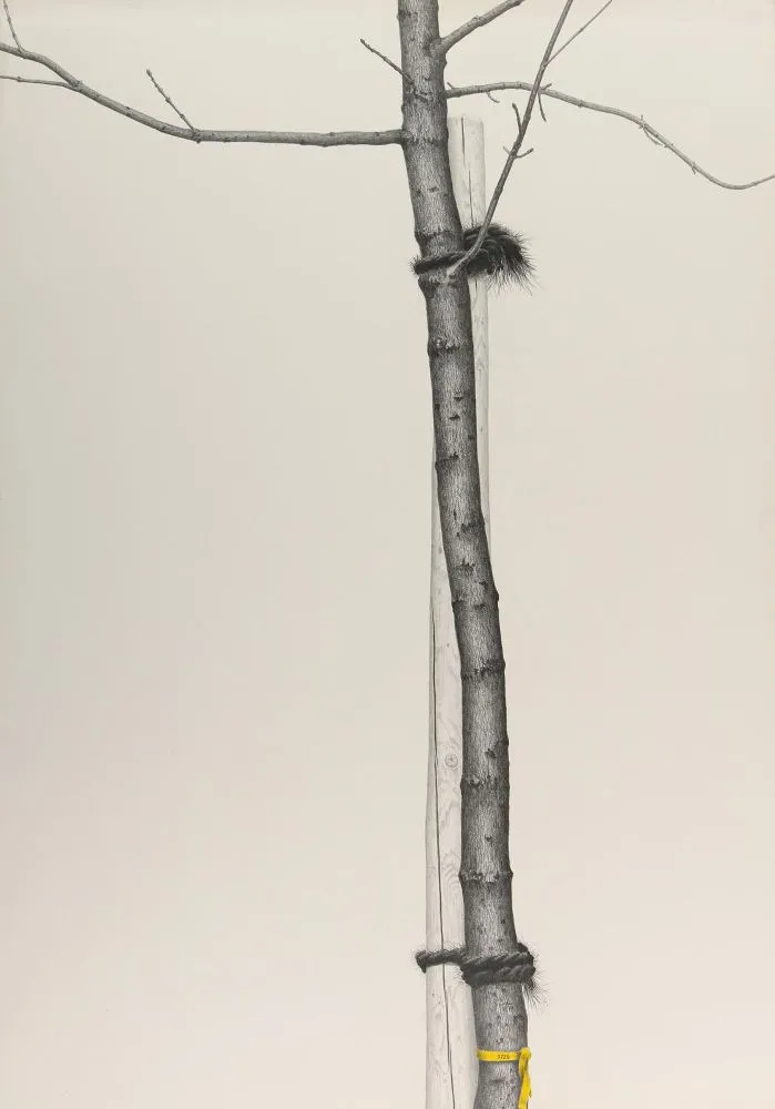 Schaub, Werner – (1945 Ortenau)