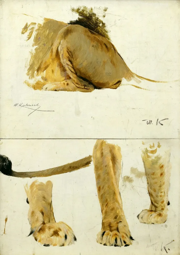 Kuhnert, Wilhelm (1865 Oppeln - 1926 Flims) – Mały lew - łapy i zadek