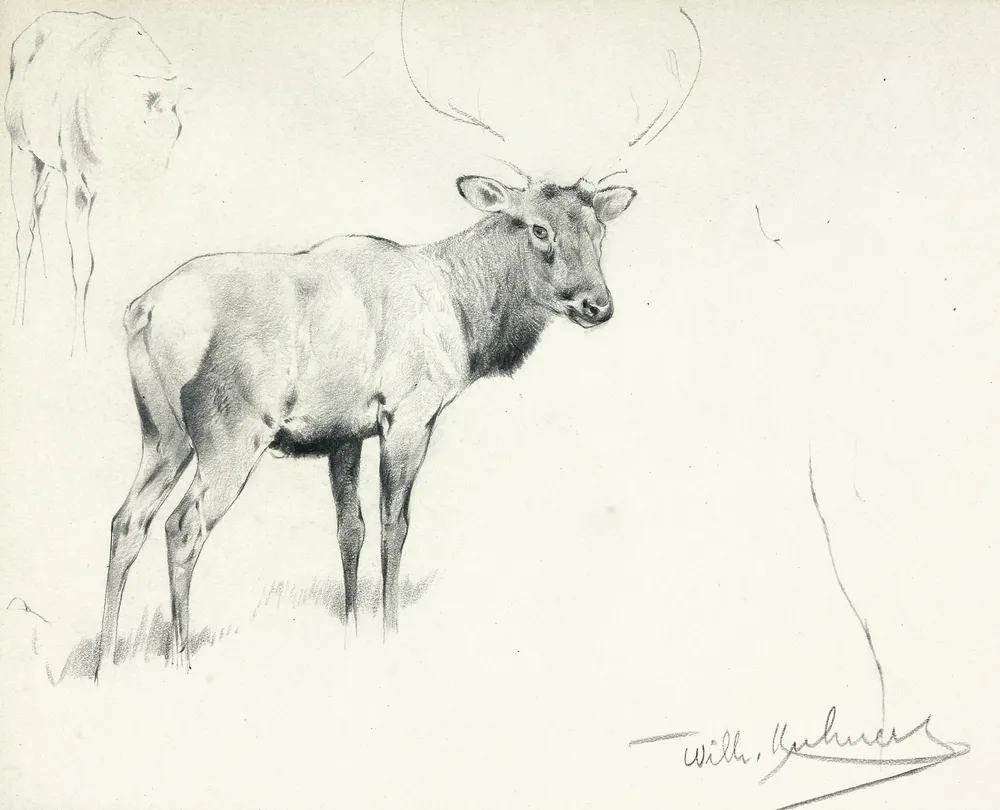Kuhnert, Wilhelm (1865 Oppeln - 1926 Flims) – Wapitihirsch-Studie