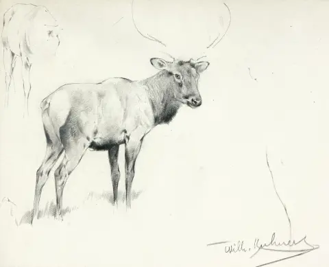 Kuhnert, Wilhelm (1865 Oppeln - 1926 Flims) – Studie wapitiho