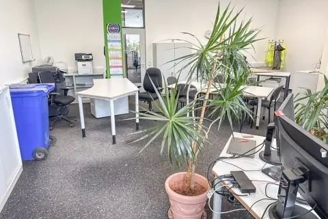 Plante verte