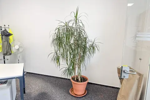 Plante verte