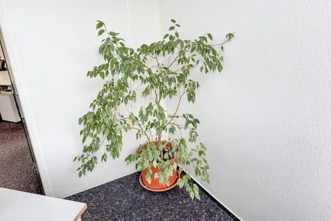 Plante verte