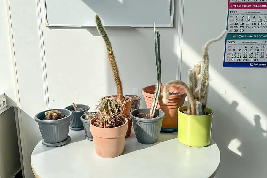 Partij cactussen en plantenpotten