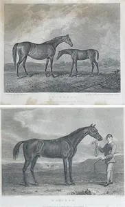 2 English engravings horses